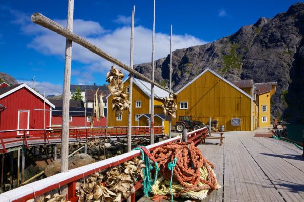 Stockfisch in der neuen, aber auch traditionellen nordischen und skandinavischen Küche