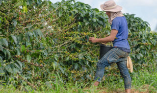 Was ist Fairtrade und Organic?