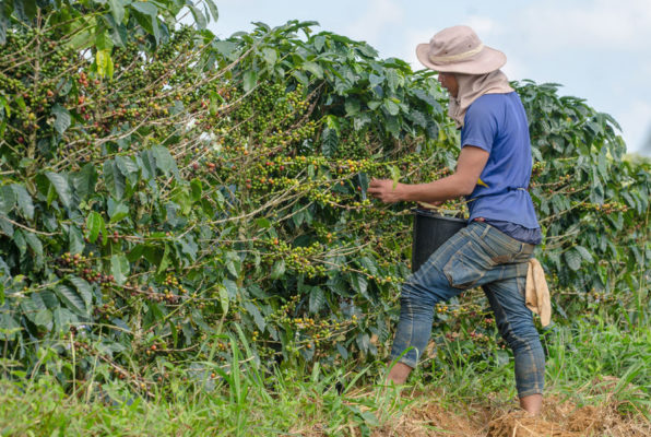 Was ist Fairtrade und Organic?
