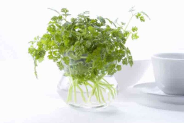 Kerbel Rezepte, Verwendung, Wirkung