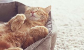Anschaffung einer Katze: Fragen, Antworten und Informationen