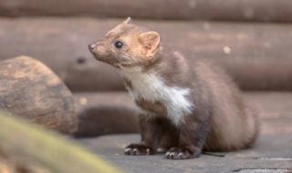 Wilde Tiere im Garten: Steinmarder