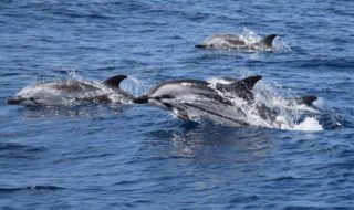 Ausflüge zu Walen & Delfinen auf Gran Canaria