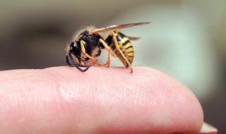 Hausmittel gegen Insektenstiche