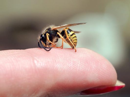 Hausmittel gegen Insektenstiche