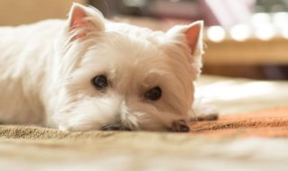 Allergiker-Hunde: Die Allergie beim Hund