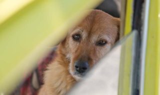 Hundetransport im Auto