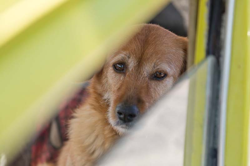 Hundetransport im Auto