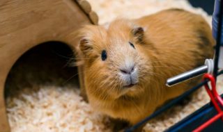 Hamster oder Meerschweinchen