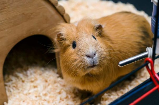Hamster oder Meerschweinchen