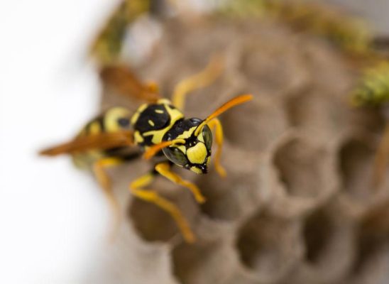 Ratgeber: Wespennest entfernen