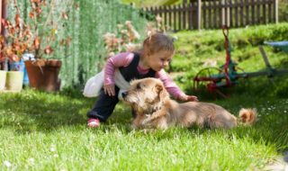 Hund im Garten