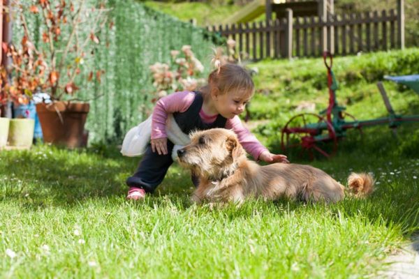 Hund im Garten