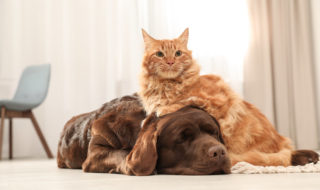 Hund oder Katze