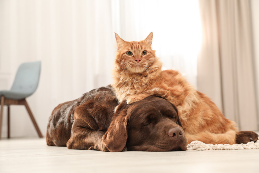 Hund oder Katze: Entscheidung für das richtige Haustier