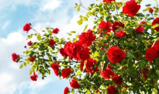 Rosen im eigenen Garten