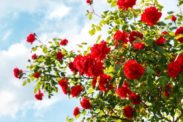Rosen im eigenen Garten