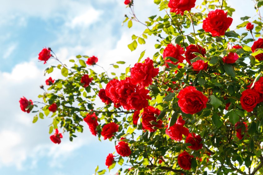 Edle Freude: Rosen auch im eigenen Garten bewundern
