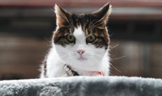 gesundes Katzenfutter
