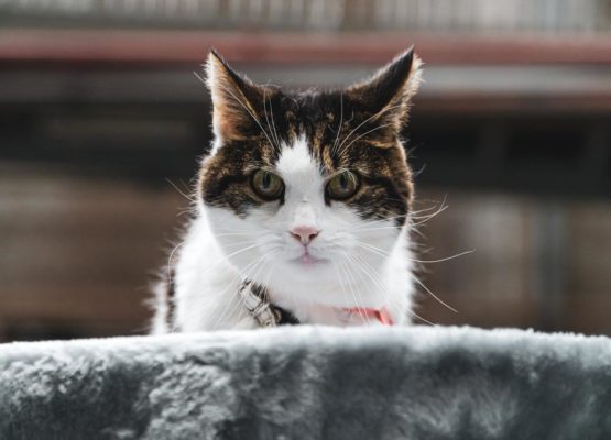 gesundes Katzenfutter