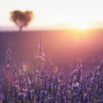 Wirkstoffe aus der Natur