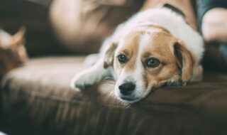 Hundeernährung gesund