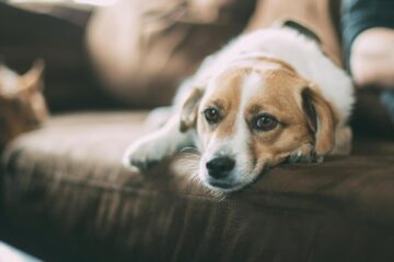 Gesunde Ernährung für Hunde: Wissenswertes rund um Futter und Fressen