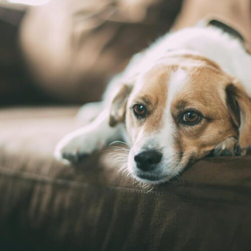 Gesunde Ernährung für Hunde: Wissenswertes rund um Futter und Fressen