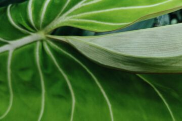Der Philodendron
