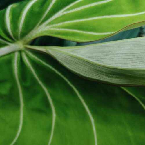 Der Philodendron